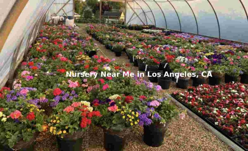 Top Nursery Near Me in Los Angeles, CA