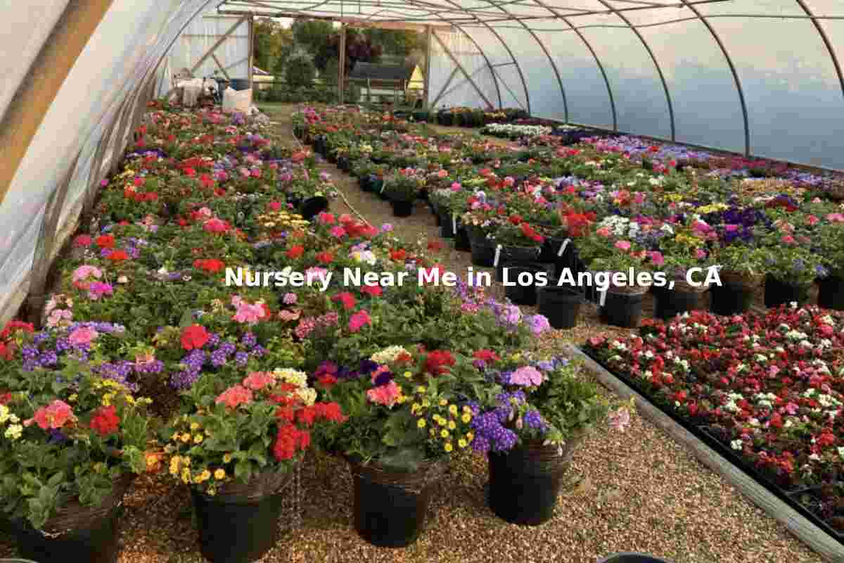 Top Nursery Near Me in Los Angeles, CA